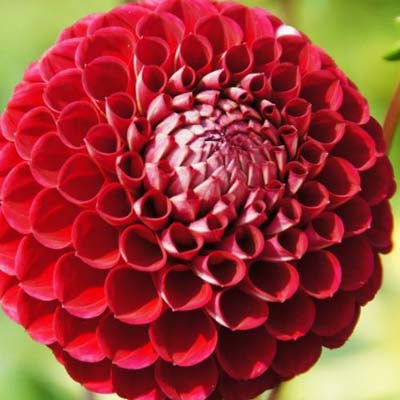 Dahlia Cornel Tubers