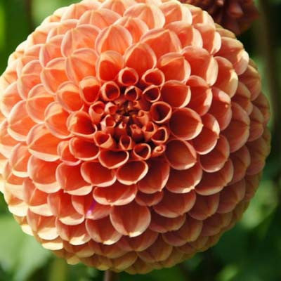 Dahlia Cornel Bronze Tubers