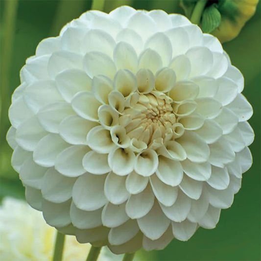 Dahlia Boom Boom White Tubers