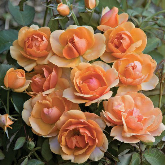 seeds & bulbs rose Francesca marzotto caotorta Rose Seedlings Flower Seeds Perennial Gro –  Easytogrowbulb