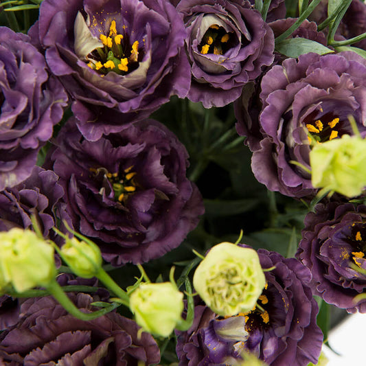 Lisianthus Rosanne 1 Black Pearl Seed
