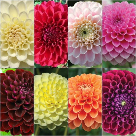 Dahlia Ball Mix Tubers