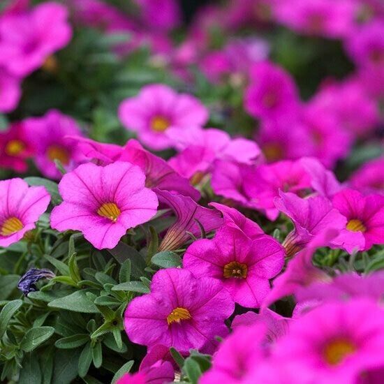 Salmon Sunset Four-OClock Flower Seeds