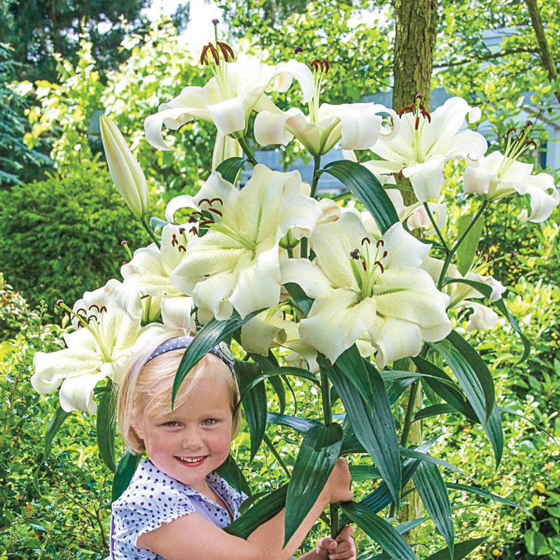 Summer Stunner Lily Tree Collection Lily Blooms Species Growing Bonsai Bulbs Roots Rhizomes Corms Tubers Potted Planting Reblooming Fragrant Garden Flower Seeds Plant