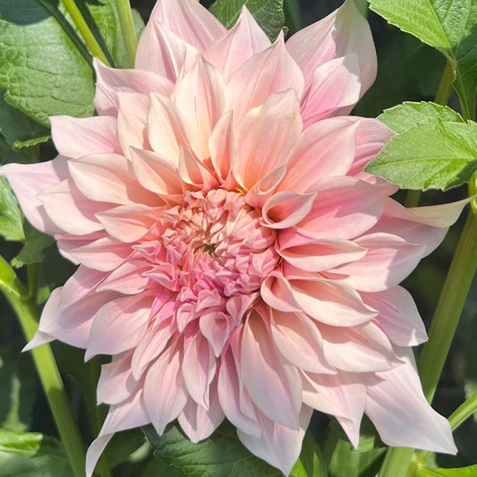 Premium Pinkish White Dahlia Seeds