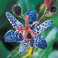 Toad Lily Collection Lily Blooms Species Growing Bonsai Bulbs Roots Rhizomes Corms Tubers Potted Planting Reblooming Fragrant Garden Flower Seeds Plant