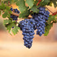 Grape Seeds for Planting Fresh Sweet and Delicious Natural Vine Seeds