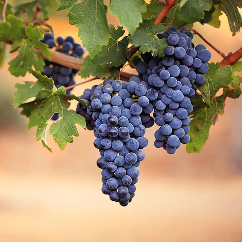 Grape Seeds for Planting Fresh Sweet and Delicious Natural Vine Seeds