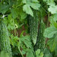 Bittergourd Vegetable Seeds