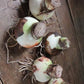Apple Blossom Amaryllis Hippeastrum Blooms Species Growing Bonsai Bulbs Roots Rhizomes Corms Tubers Potted Planting Reblooming Fragrant Garden Flower Seeds Plant  Size 12-16cm