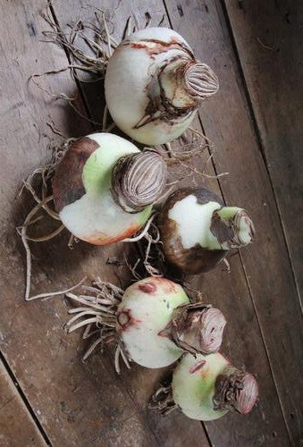 Apple Blossom Amaryllis Hippeastrum Blooms Species Growing Bonsai Bulbs Roots Rhizomes Corms Tubers Potted Planting Reblooming Fragrant Garden Flower Seeds Plant  Size 12-16cm