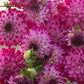 Dahlia Seeds with White Petals and Magenta Flower Edges