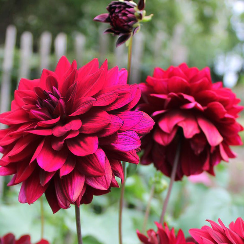 Burgundy Red Dahlia Seeds