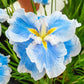 Breck's Dinner Plate Japanese Iris Collection Iris Species Growing Bonsai Bulbs Roots Rhizomes Corms Tubers Potted Planting Reblooming Fragrant Garden Flower Seeds Plant
