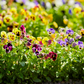 Mix Pansy Seeds