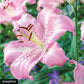 Beverly Dreams Orienpet Lily Species Growing Bonsai Bulbs Roots Rhizomes Corms Tubers Potted Planting Reblooming Fragrant Garden Flower Seeds Plant
