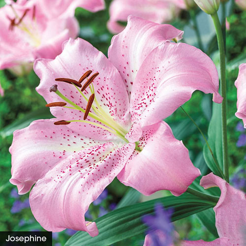 Beverly Dreams Orienpet Lily Species Growing Bonsai Bulbs Roots Rhizomes Corms Tubers Potted Planting Reblooming Fragrant Garden Flower Seeds Plant