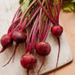 Beet, Detroit Dark Red Medium Top