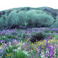 Southwest Wildflower Seed Mix