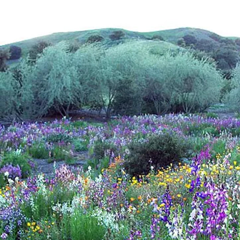 Southwest Wildflower Seed Mix