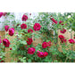 Red Climbing Rose Seedlings Flower Seeds Perennial Growing Bonsai Corms Tubers Potted Planting Reblooming Fragrant Garden Roots Rhizomes Species Blooms Plant Bulbs Gardening Tree