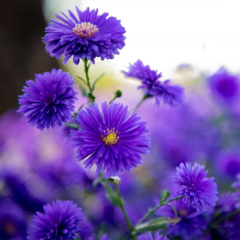 Purple Daisies:Amethyst Gem