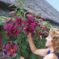Summer Stunner Lily Tree Collection Lily Blooms Species Growing Bonsai Bulbs Roots Rhizomes Corms Tubers Potted Planting Reblooming Fragrant Garden Flower Seeds Plant