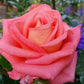 Salmon Pink Rose Seedlings Flower Seeds Perennial Growing Bonsai Corms Tubers Potted Planting Reblooming Fragrant Garden Roots Rhizomes Species Blooms Plant Bulbs Gardening Tree
