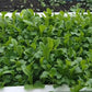 Brassica Rapa Chinensis Seeds, Pakchoi Seeds, Chinese White Cabbage, Vegetable Seeds for Planting
