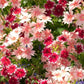 Phlox drummondii -Dwarf Mix