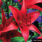 Asiatic Lily Collection Multiplies Lily Blooms Species Growing Bonsai Bulbs Roots Rhizomes Corms Tubers Potted Planting Reblooming Fragrant Garden Flower Seeds Plant