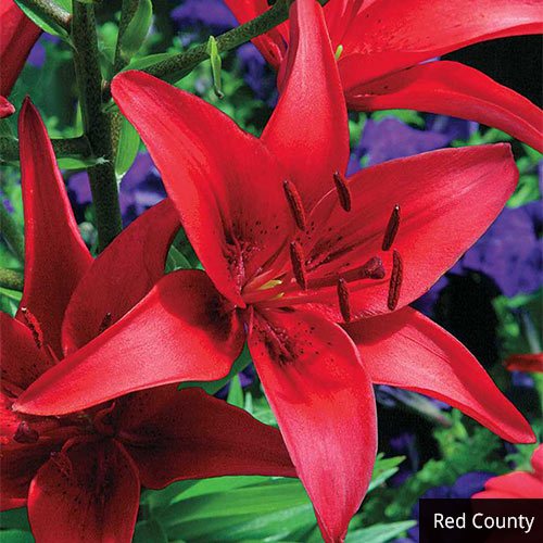 Asiatic Lily Collection Multiplies Lily Blooms Species Growing Bonsai Bulbs Roots Rhizomes Corms Tubers Potted Planting Reblooming Fragrant Garden Flower Seeds Plant