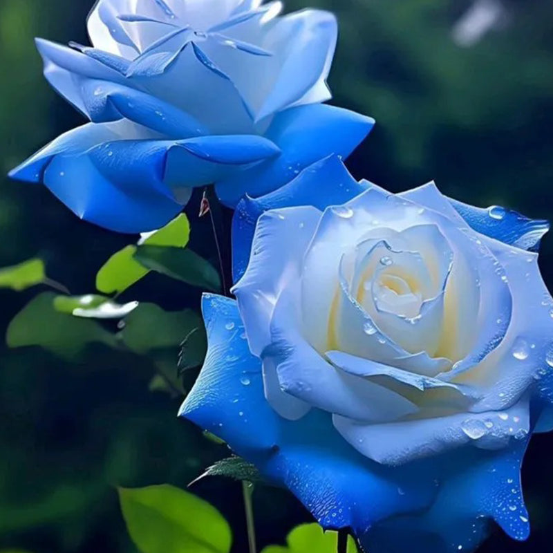 Broken Ice Blue Rose Seeds - Rare