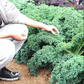 Kale Seeds