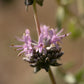 Purple Sage
