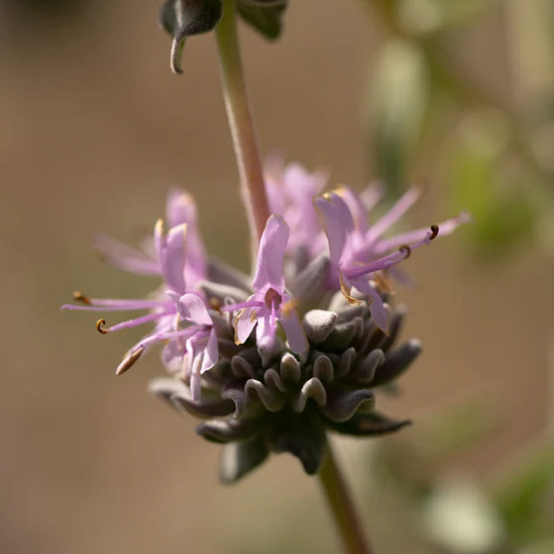 Purple Sage