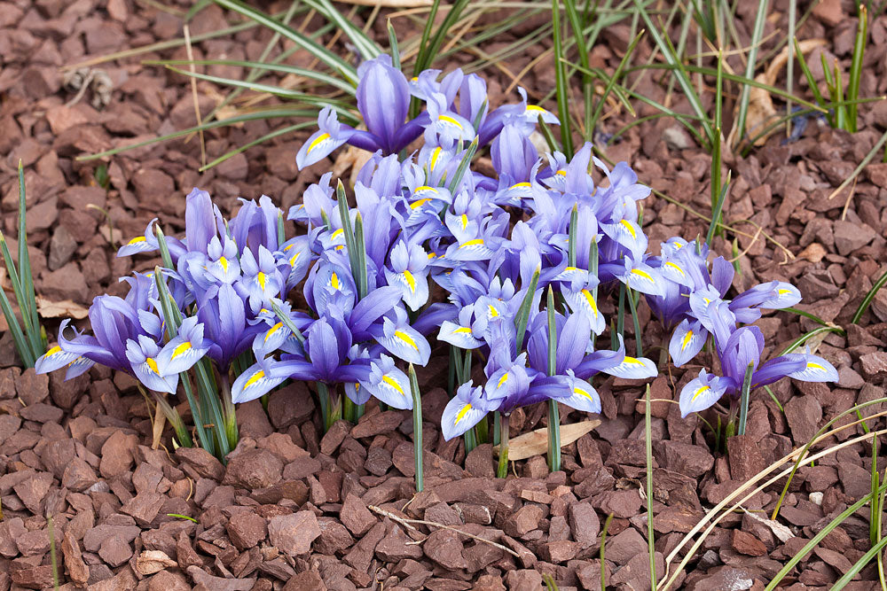 Bearded Iris Species Growing Bonsai Bulbs Roots Rhizomes Iris Hyrcana Has Clear Blue Flowers Bright Yellow Ridge