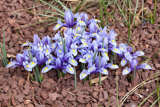 Bearded Iris Species Growing Bonsai Bulbs Roots Rhizomes Iris Hyrcana Has Clear Blue Flowers Bright Yellow Ridge