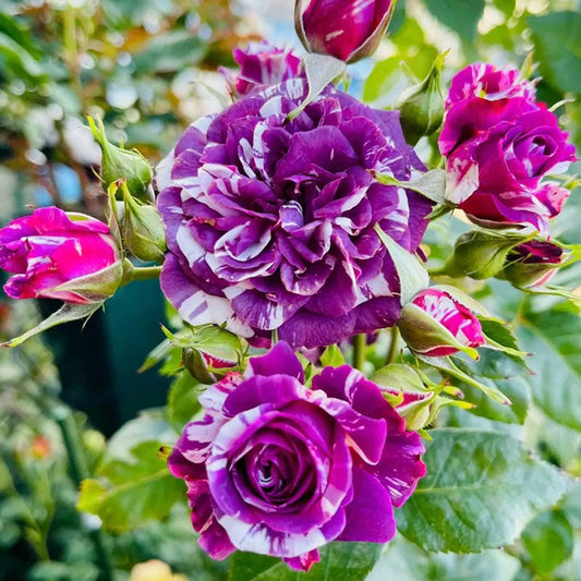 Rose Scented Jewel