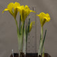 Reticulata Irises Iris Reticulata Var Bakeriana Bearded Iris Species Growing Bonsai Bulbs Roots Rhizomes Corms Tubers Potted Planting Reblooming Fragrant Garden Flower Seeds Plant