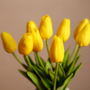 Tulip Bulbs Kaufmanniana Collection Blooms Species Growing Bonsai Roots Rhizomes Corms Tubers Potted Planting Reblooming Fragrant Garden Flower Seeds Plant
