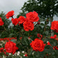 Salita Rose Plant Seedlings Flower Seeds Perennial Growing Bonsai Corms Tubers Potted Planting Reblooming Fragrant Garden Roots Rhizomes Species Blooms Bulbs Gardening Tree