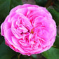Allure Rose Seedlings Flower Seeds Perennial Growing Bonsai Corms Tubers Potted Planting Reblooming Fragrant Garden Roots Rhizomes Species Blooms Plant Bulbs Gardening Tree