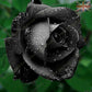 Black Rose Seedlings Flower Seeds Perennial Growing Bonsai Corms Tubers Potted Planting Reblooming Fragrant Garden Roots Rhizomes Species Blooms Plant Bulbs Gardening Tree