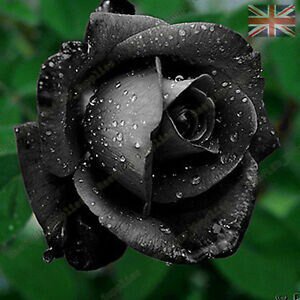 Black Rose Seedlings Flower Seeds Perennial Growing Bonsai Corms Tubers Potted Planting Reblooming Fragrant Garden Roots Rhizomes Species Blooms Plant Bulbs Gardening Tree