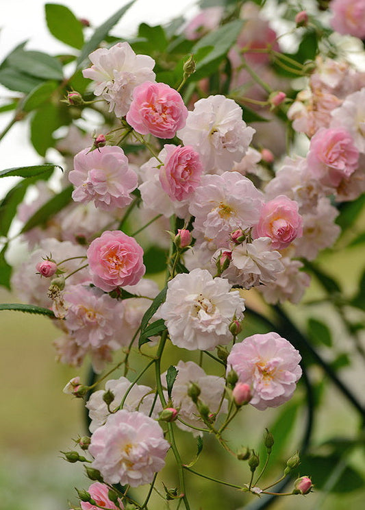 Brise Parfum Rose Seedlings Flower Seeds Perennial Growing Bonsai Corms Tubers Potted Planting Reblooming Fragrant Garden Roots Rhizomes Species Blooms Plant Bulbs Gardening Tree