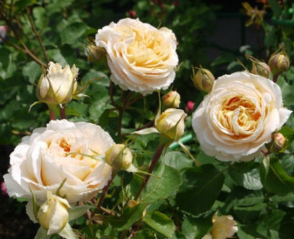 Dany Hahn Rose Seedlings Flower Seeds Perennial Growing Bonsai Corms Tubers Potted Planting Reblooming Fragrant Garden Roots Rhizomes Species Blooms Plant Bulbs Gardening Tree