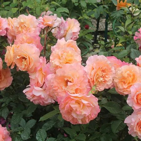 Augusta Louisa Rose Plant Seedlings Flower Seeds Perennial Growing Bonsai Corms Tubers Potted Planting Reblooming Fragrant Garden Roots Rhizomes Species Blooms Bulbs Gardening Tree