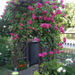 Salma Rose Seedlings Flower Seeds Perennial Growing Bonsai Corms Tubers Potted Planting Reblooming Fragrant Garden Roots Rhizomes Species Blooms Plant Bulbs Gardening Tree