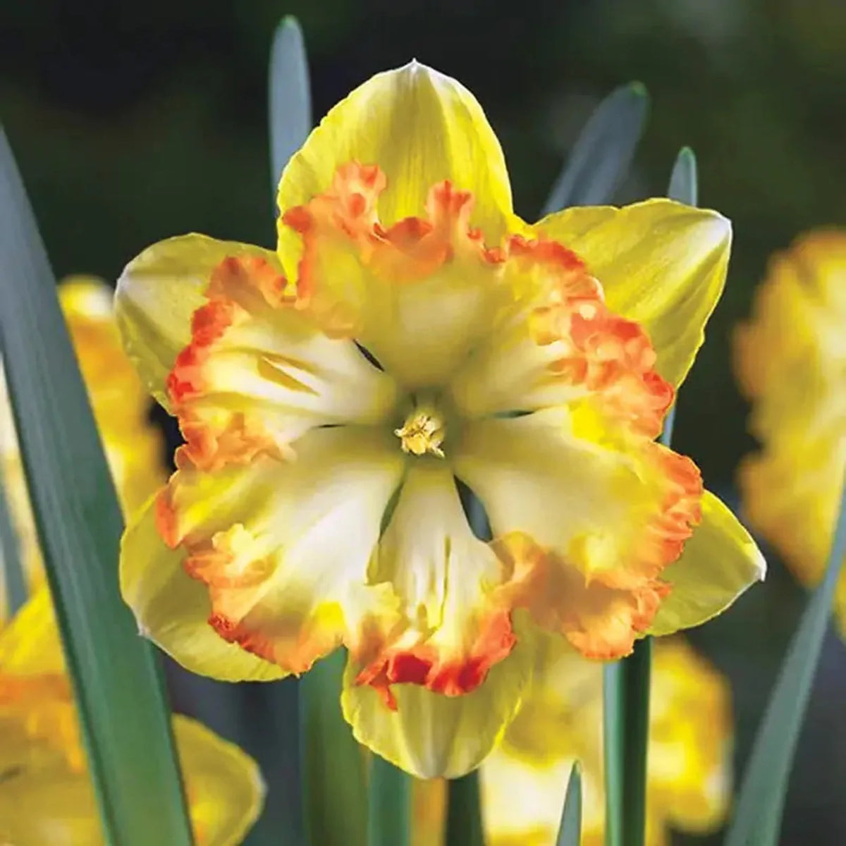Blazing Star Daffodil